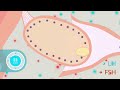 Rgulation hormonale des cycles ovarien et utrin