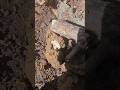 ww1 russian bunker excavation from rigasfrontline easternfront and nice silver coin find #deus #xp