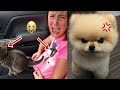 Try Not to Laugh Challenge - Funny Dog And Cat  #12