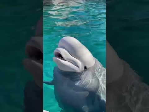 Beluga Whale Vocalizations