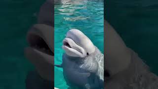 Beluga Whale Vocalizations