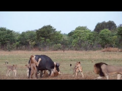 Male lion shows his pride how to take down a buffalo