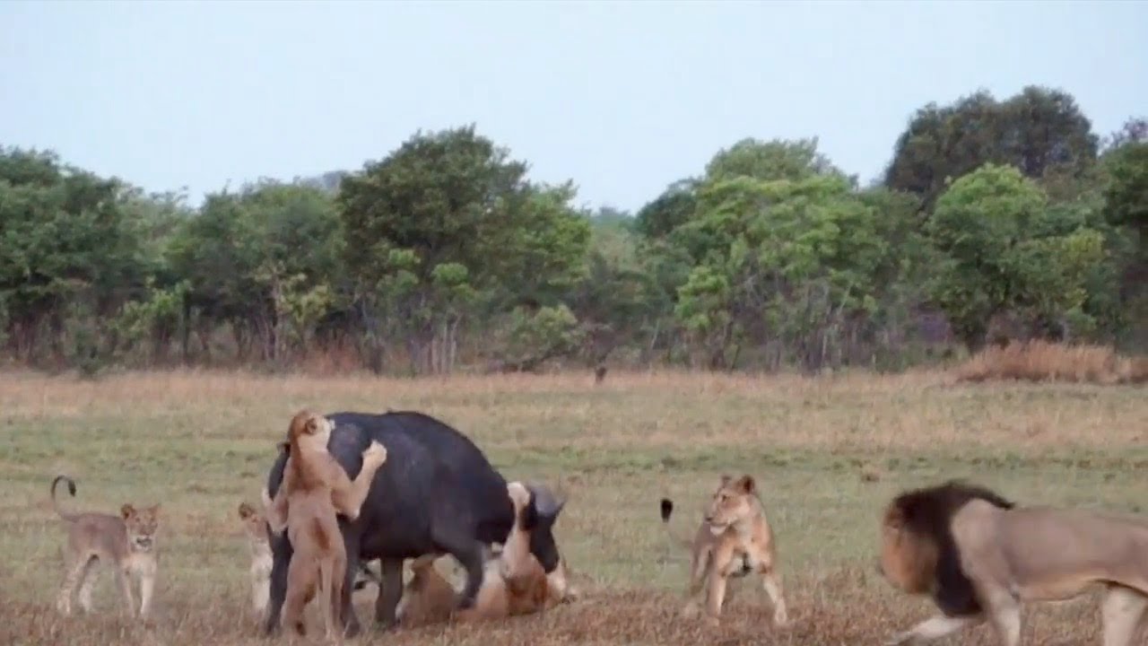 Male lion shows his pride how to take down a buffalo