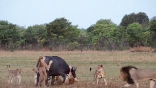Male Lion Shows His Pride How To Take Down A Buffalo