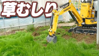 【作業動画】スギナの根をチビユンボSV05で除去する【練習】