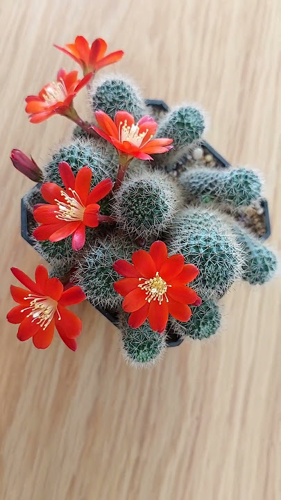 Years in the Making – Aylostera mamilosa v. orientalis First Blossoms.