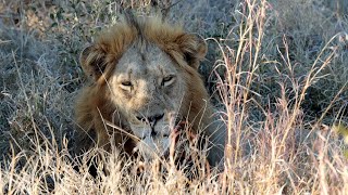 Red Road Male Moves in to Tintswalo Lion Territory