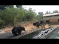 India's Sloth bears