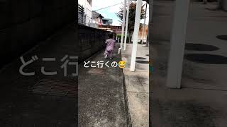 Funny baby belajar berjalan#shorts