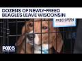 Ridglan Farms beagles leave Wisconsin for New York, Virginia shelters | FOX6 News Milwaukee