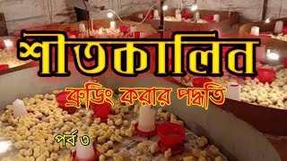 পোল্ট্রি ফার্মে শীতকালে মুরগির বাচ্ছার সঠিক ব্রুডিং পদ্ধতি  II একটা বাচ্ছাও মারা যাবে না গ্যারান্টি