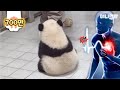 미운 7개월에 접어든 아기판다 푸바오는 어쨌든 귀엽다. ㅣBaby Panda Pu-bao In Terrible 7-Month-Olds Lol