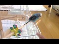 サークル暮らしのセキセイインコ