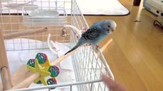 サークル暮らしのセキセイインコ