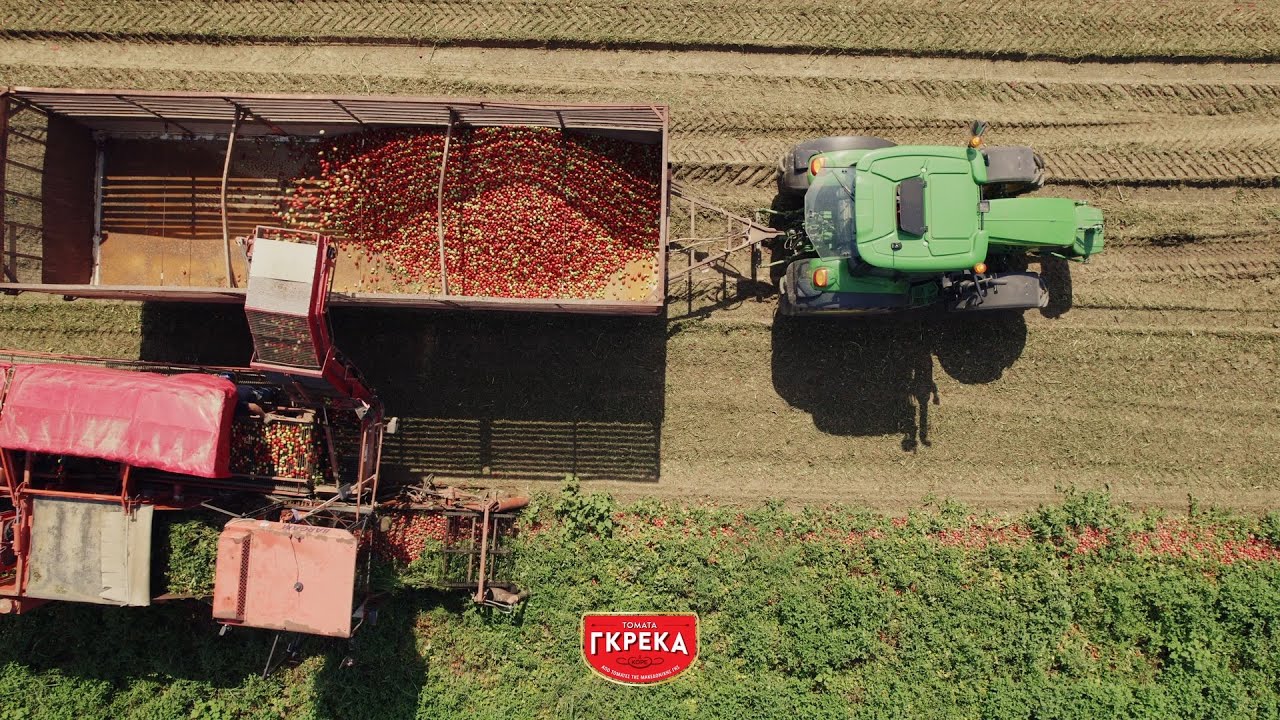 Το ταξίδι της τομάτας Γκρέκα! Από τον Σερραϊκό κάμπο...στο πιάτο σας.