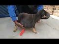 Rescue Little Puppy had a shocking massive abscess