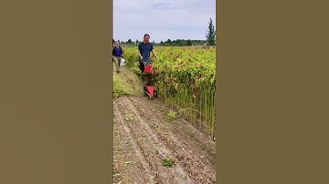 advanced machines for fast harvesting processes in gardens #shorts