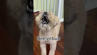 Funny moments I took of my dog #viral #wheatenterrier #funnydogs