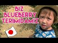 Biz blueberry terimidamiz endi !