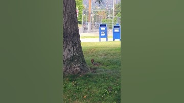 DO you watch the squirrels? #acorns #oaktree #share #subscribe #short #squirrels #sweet #monroviaCA