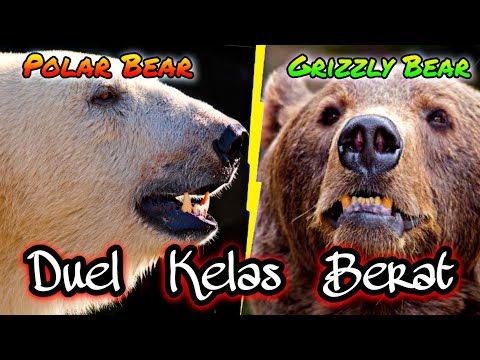 Video: Ini Adalah Grizzly Yang Besar, Bukan Beruang Hitam - Rangkaian Matador