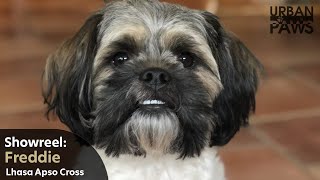 Dog Training: Freddie (Lhasa Apso cross)  Bark on command