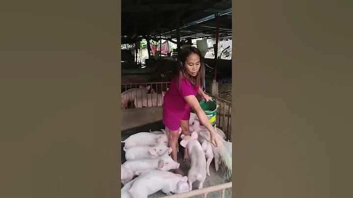 piglets feeding #pig #hogger #pigbreeding #hogs #farming #pigfeed #pigfarming #farmlife