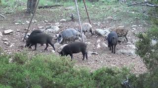 San Saba hog down, October 2022