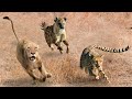 Here Is Why Hyenas Laugh At Big Cats Now