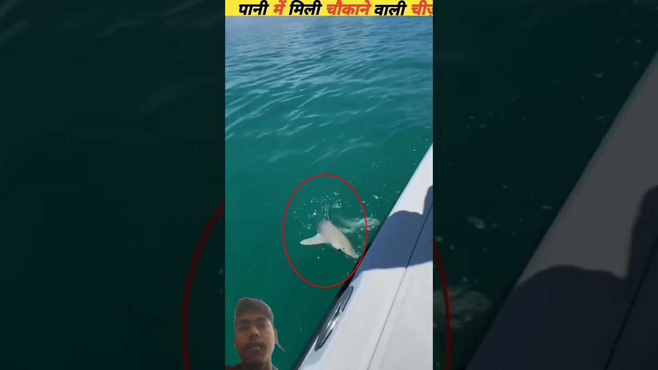 🐠🐋🐟 fish transportation 