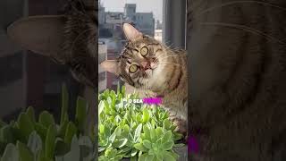 ¿Por qué tu GATO te persigue al BAÑO? 🙀🚽 (No es lo que crees) #Shorts