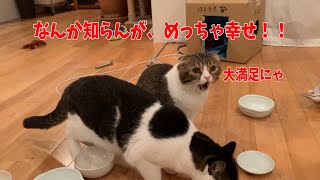 【子猫】後半やっと会えたよぺこ美ベイビーズ【スコティッシュフォールド】