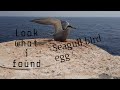 Seabird