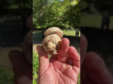 Cepes Avec Bebe Poumpouille Veux Dire Enrobe En Thai Champignon Mushroom Youtube Cepes Avec Bebe Poumpouille Veux Dire Enrobe En Thai Champignon Mushroom Youtube