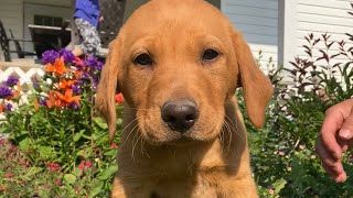 Head OVER HEELS ~ 9 week fox red lab puppy GREEN male by Wild Country Ranch 420 views 10 months ago 1 minute, 29 seconds