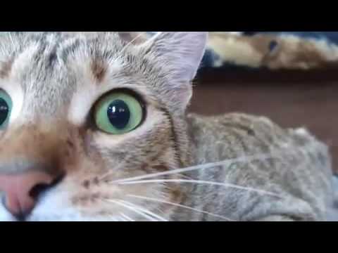 Cat Watching The Conjuring 2 - YouTube
