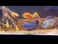 End of video