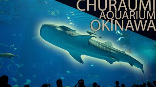 🇯🇵 Okinawa Churaumi Aquarium 🐠