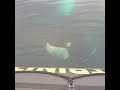 Orca Encounters Trinity Bay