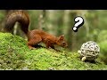 Squirrel vs Ball - Natures funniest animal