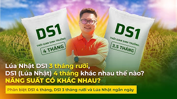 Lúa Nhật DS1 ba tháng rưỡi và DS1 (Nhật) 4 tháng loại nào năng suất?Khác nhau ra sao #tubanluagiong