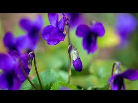 Video: Šarene Vrbe U Mom Vrtu Prekrasne Su U Svako Doba Godine. Vrste I Sorte, Sadnja I Njega, Fotografija