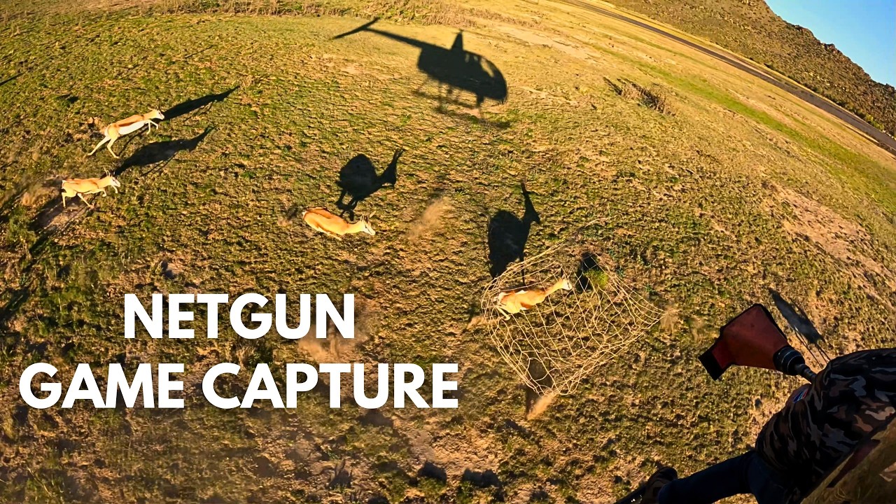 NETGUN SPRINGBUCK CAPTURE - Mega Springbuck - YouTube