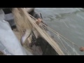 Природа и рыбалка на реке Дунай!БЕЗ ЗВУКА!!!