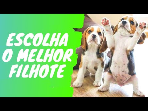 Vídeo: Seleção De Cães Por Meio De Testes E Observação