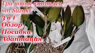 видео: Орхидеи из Бразилии. Каттлеи от Suziki.Дуриганы и покемон.Durigan Pokemon. Обзор, посадка, адаптация картинка: Орхидеи из Бразилии. Каттлеи от Suziki.Дуриганы и покемон.Durigan Pokemon. Обзор, посадка, адаптация