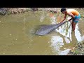 Big katol Fish Catching With Net in the Village water Pond