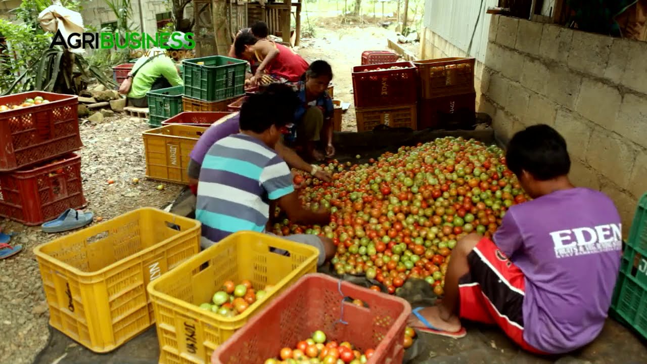 COMPLETE GUIDE: TOMATO FARMING from seeding to harvesting