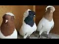 Fancy pigeons