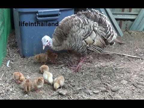 Mom Turkey and her 8 newly hatched baby chickens.